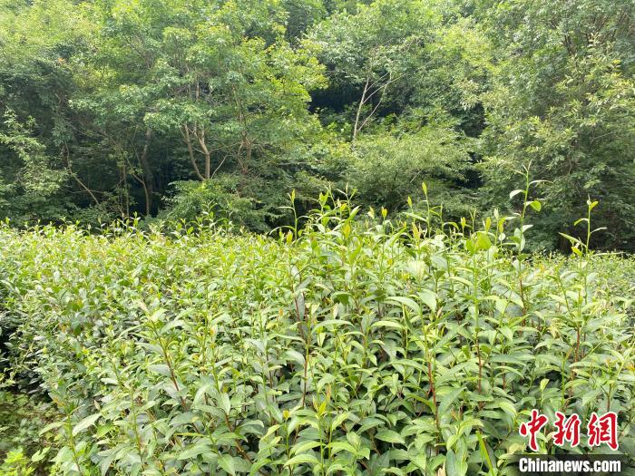 白果树湾村茶树。　曾小威 摄