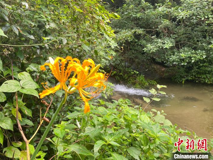 白果树湾村一景。　曾小威 摄